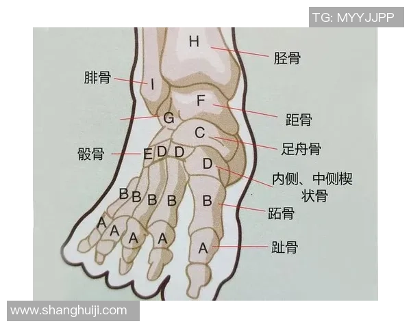足球距骨的结构与功能解析及其在运动损伤中的重要性探讨